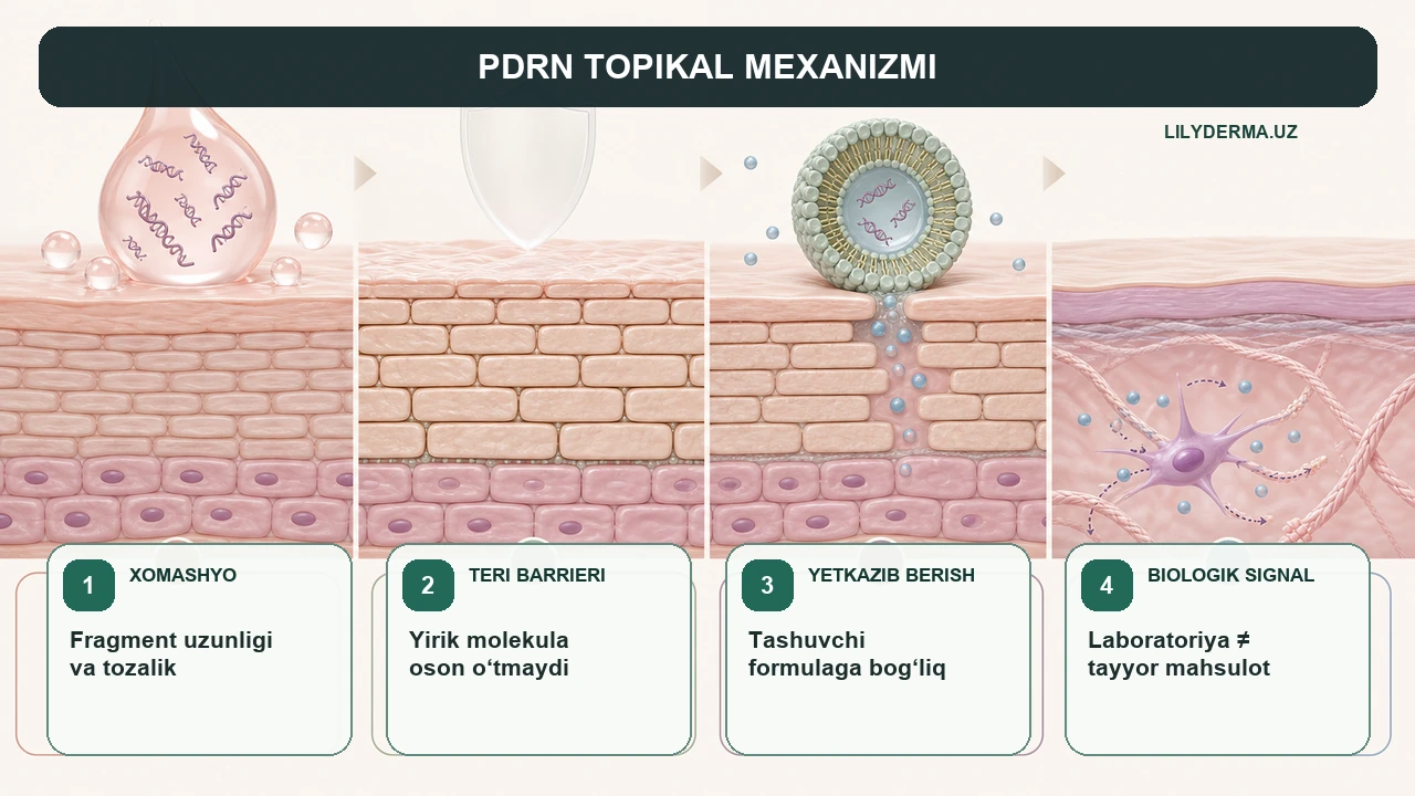 PDRN serum: trend ortidagi dalilni qanday o‘qish kerak? — jurnal rasmi 2