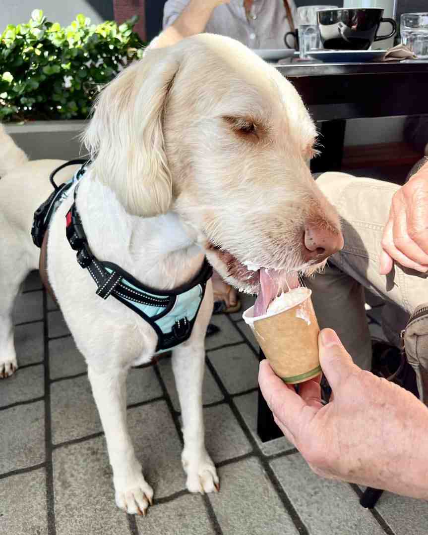 furry friend Harry enjoying his puppacino  