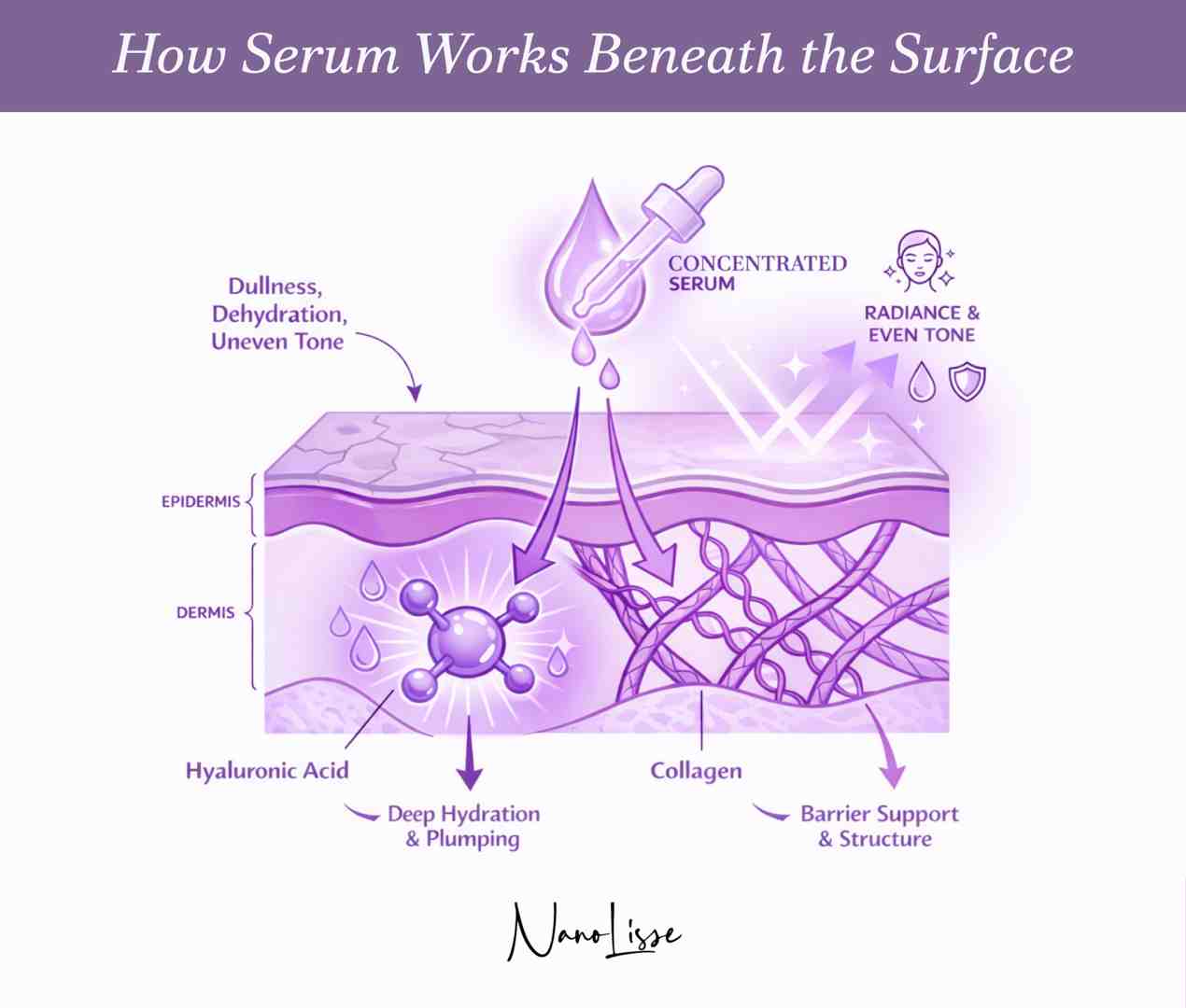  Illustrated diagram showing how active ingredients penetrate skin layers, explaining why the best serum for dull uneven skin improves hydration and tone.