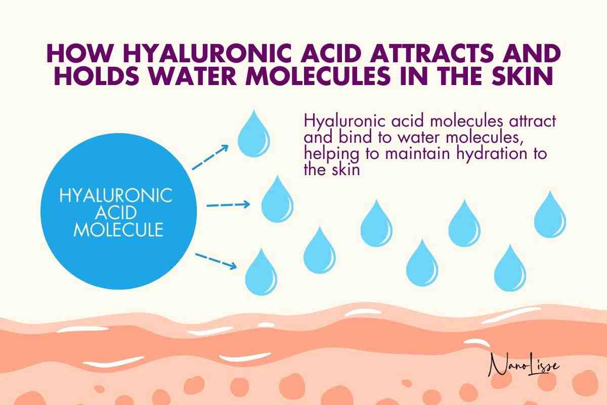 Diagram explaining how hyaluronic acid attracts and holds water molecules in the skin, showing hyaluronic acid benefits for oily skin by maintaining hydration without heaviness.