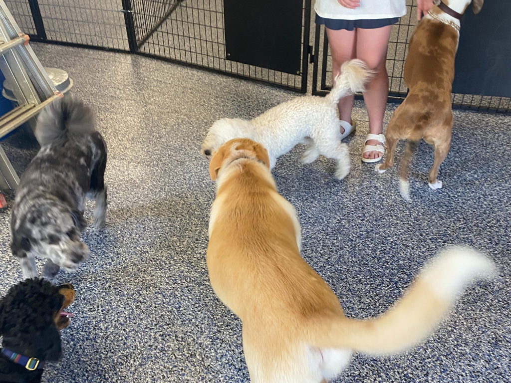 dog boarding cost (4)