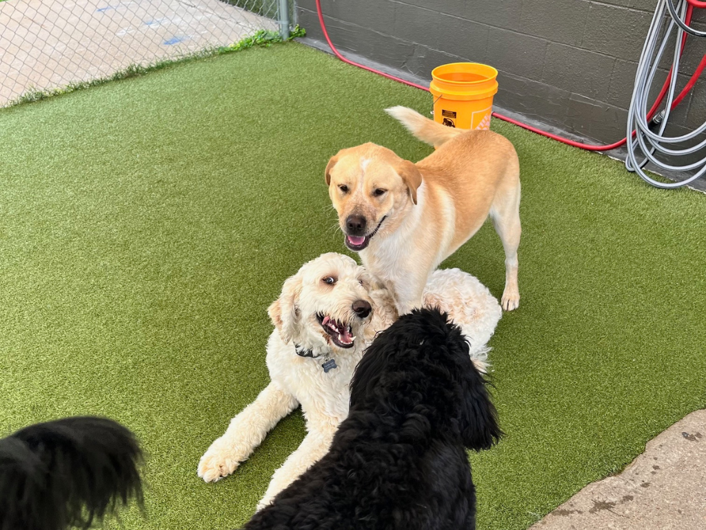 user-inserted musty-odor-basement