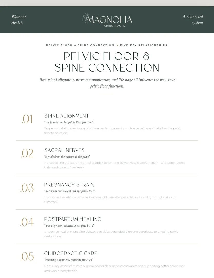 Infographic showing pelvic floor muscle sling, its connection to the spine and sacrum, and how chiropractic supports nerve
