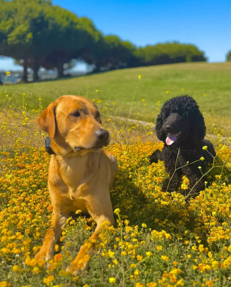dog remaining composed around outdoor distractions