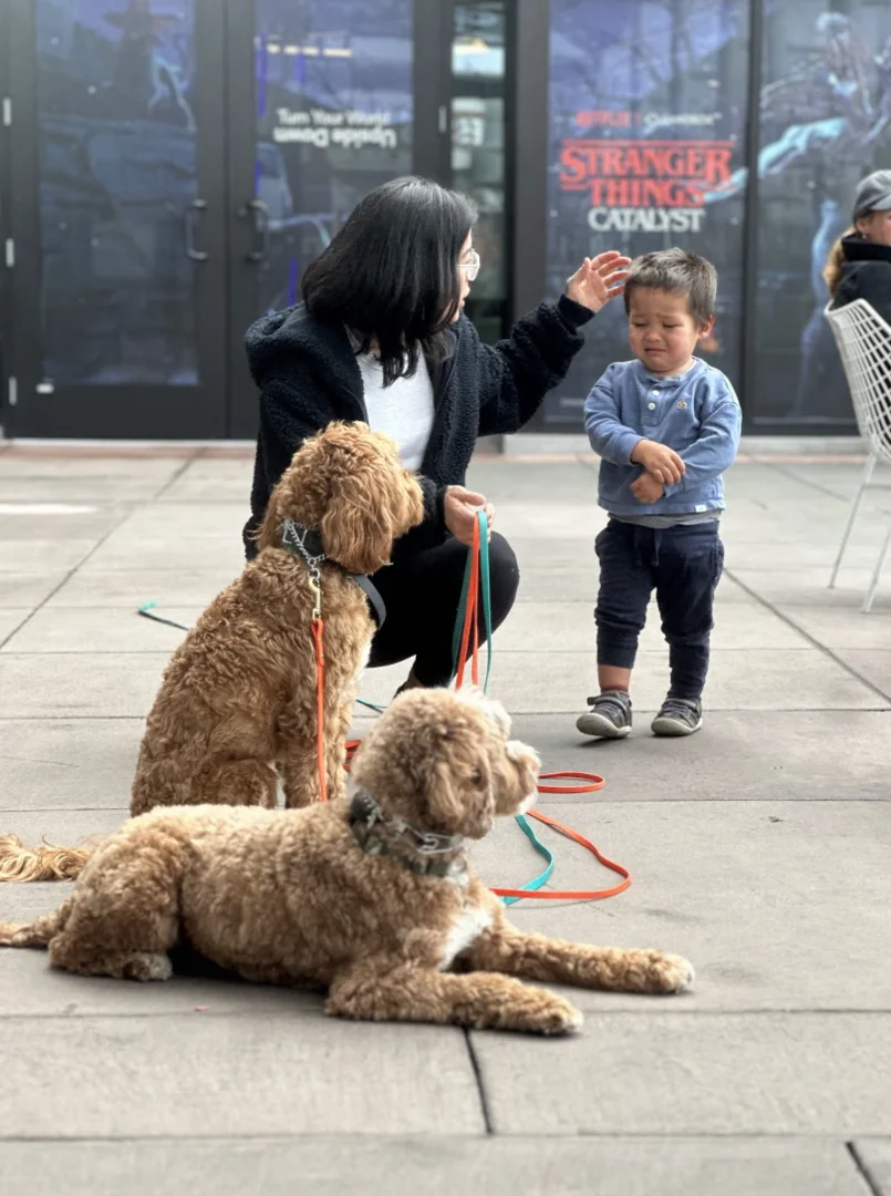 trainer guiding a dog through structured outdoor heel work