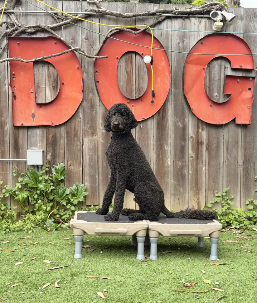 dog practicing obedience commands