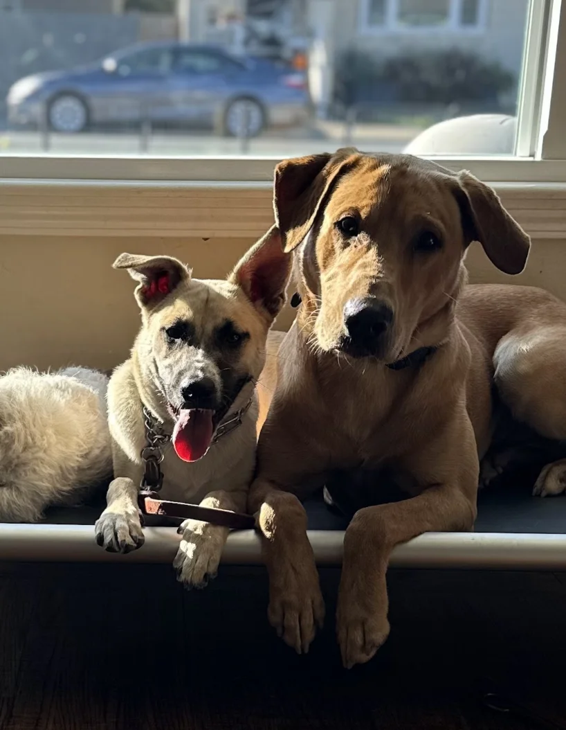 puppy practicing place command puppy practicing place command
