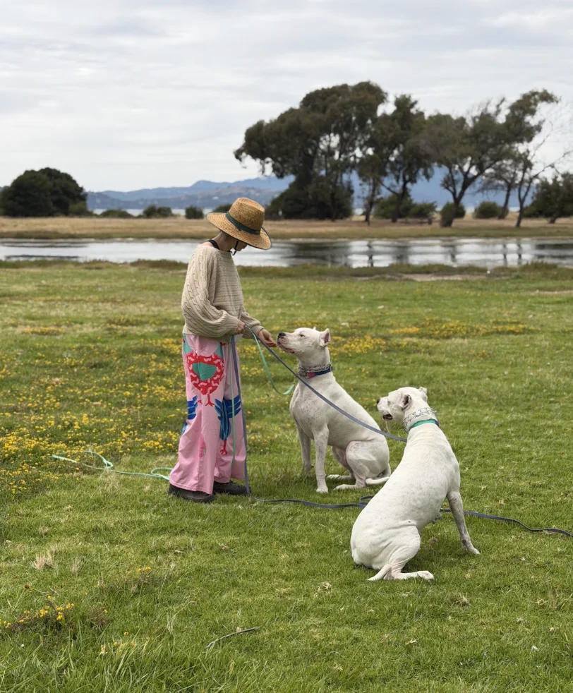 Confident dog owner with large dogo Argentinos sitting calmly in a pleasant outdoor setting