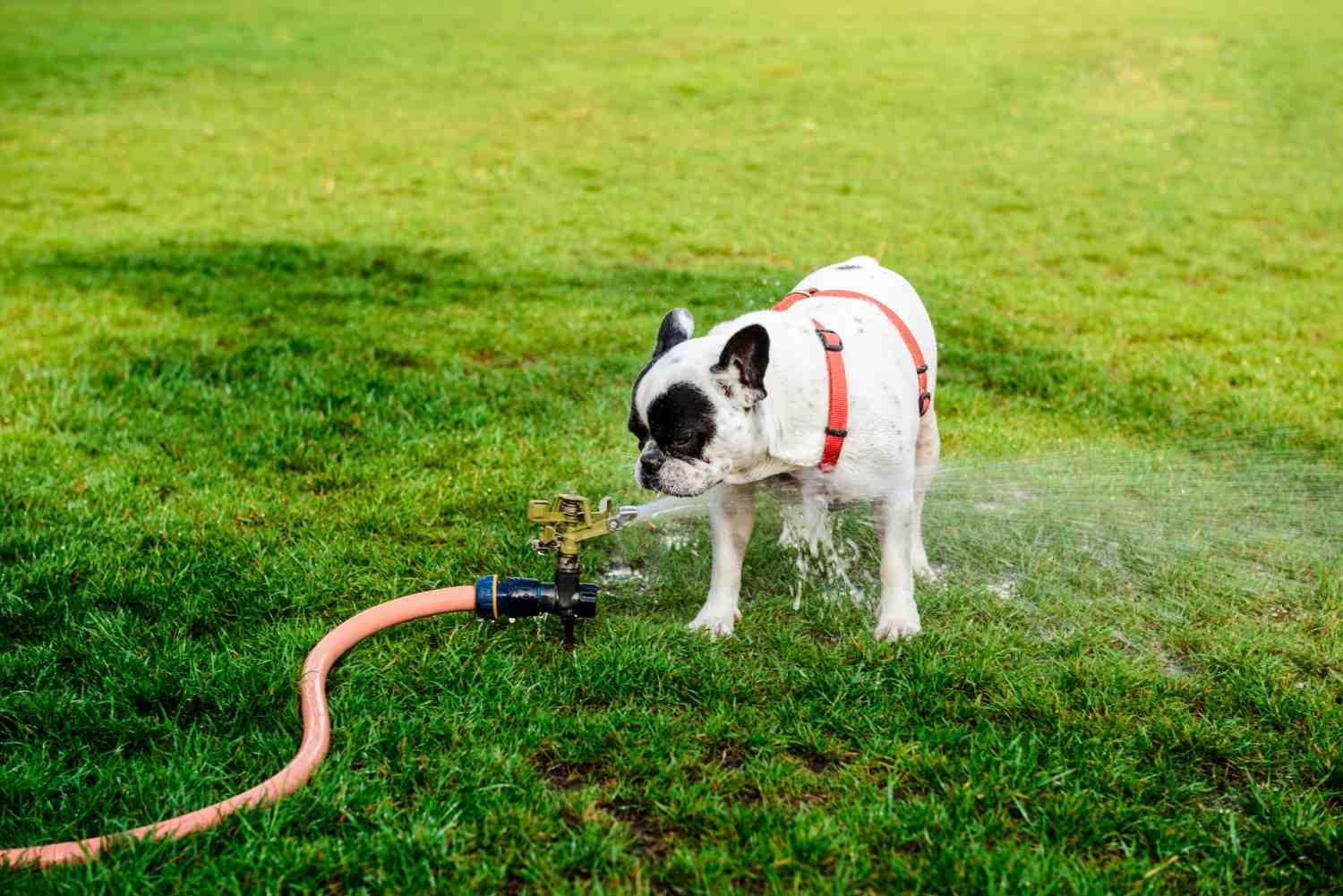 Technician performing a spring start-up on an irrigation system, checking sprinkler heads - Springfield irrigation system installation