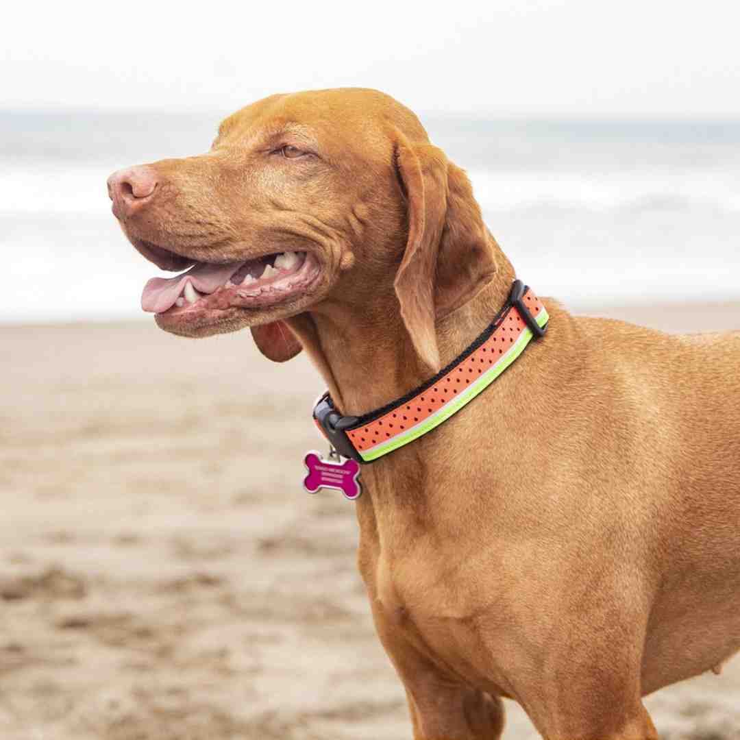 dog wearing a standard flat Watermelon Adjustable Clip - dog collar