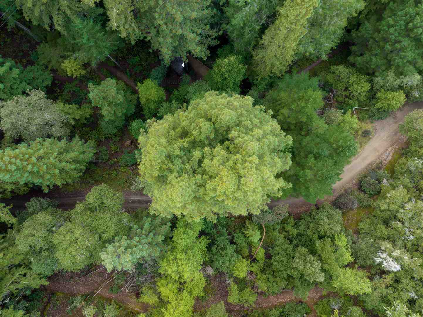 hiking trail through giant redwood trees
