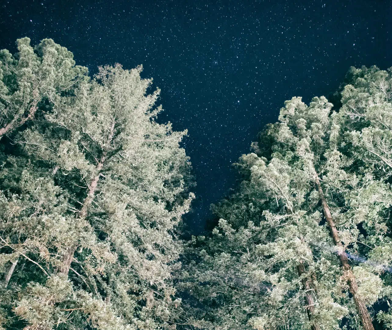 Milky Way over a forest trail - night hike