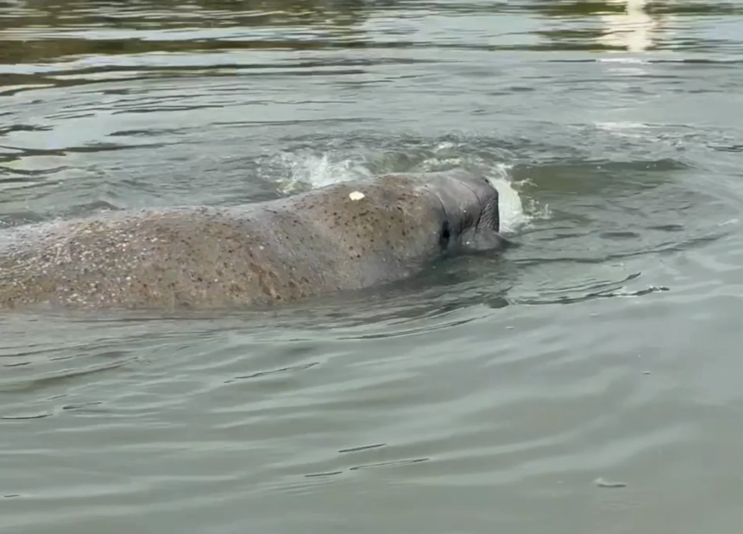manatee surfacing near clear bottom kayaks on Florida waters manatee surfacing near clear bottom kayaks on Florida waters