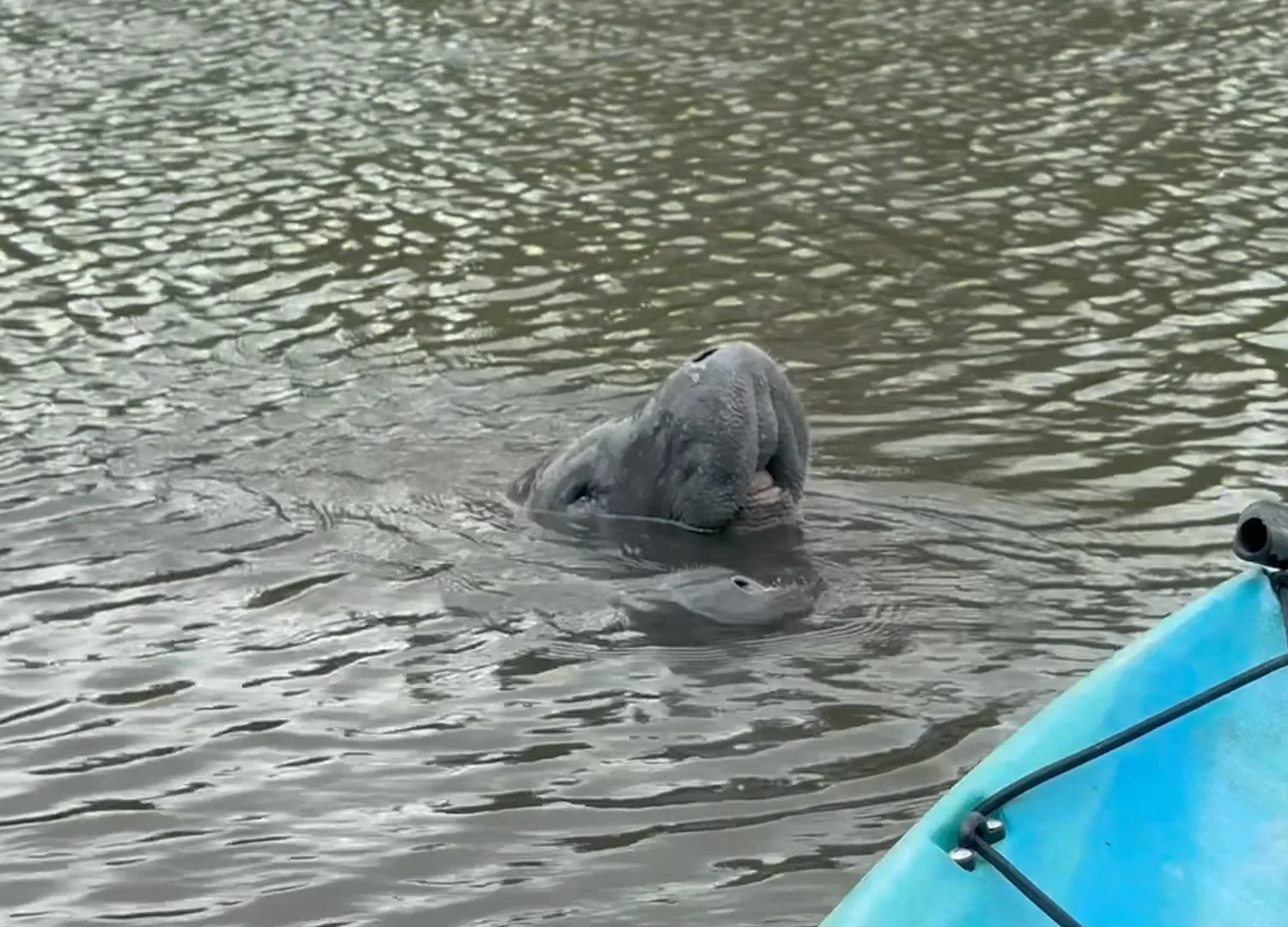 Manatee surfacing beside a blue kayak in calm Florida water Manatee surfacing beside a blue kayak in calm Florida water