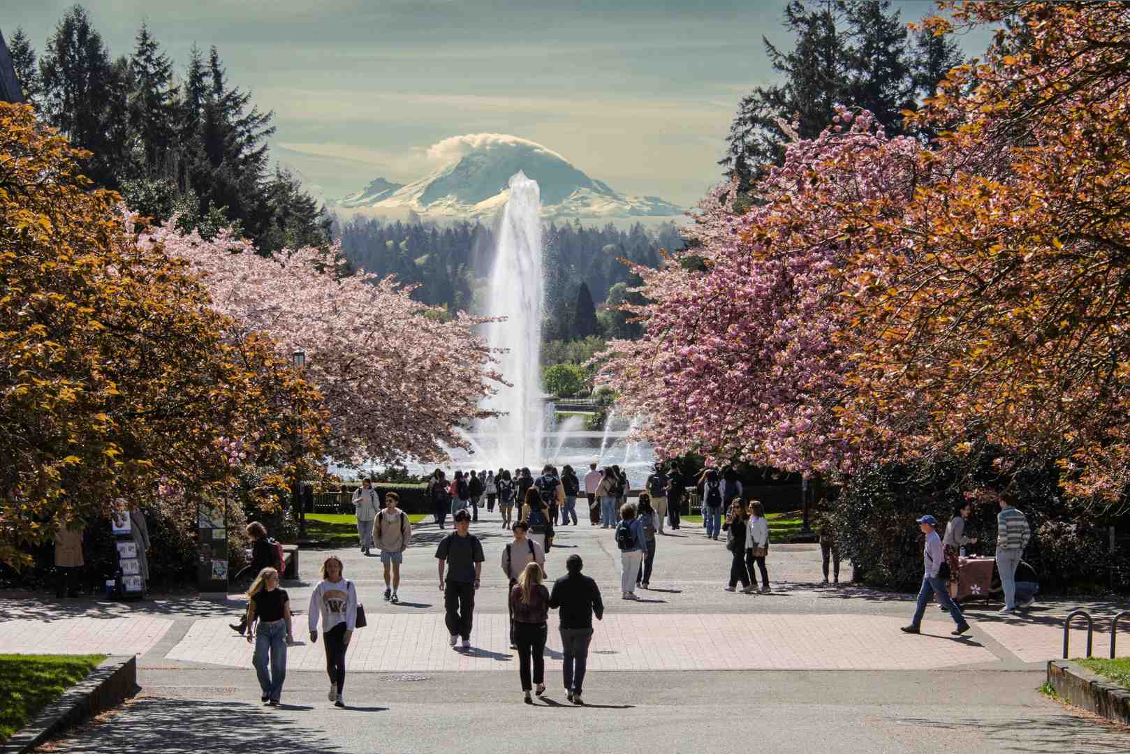 University of Washington campus, Cherry blossoms and Mount Rainer in Spring; Photo by William Jacobs
