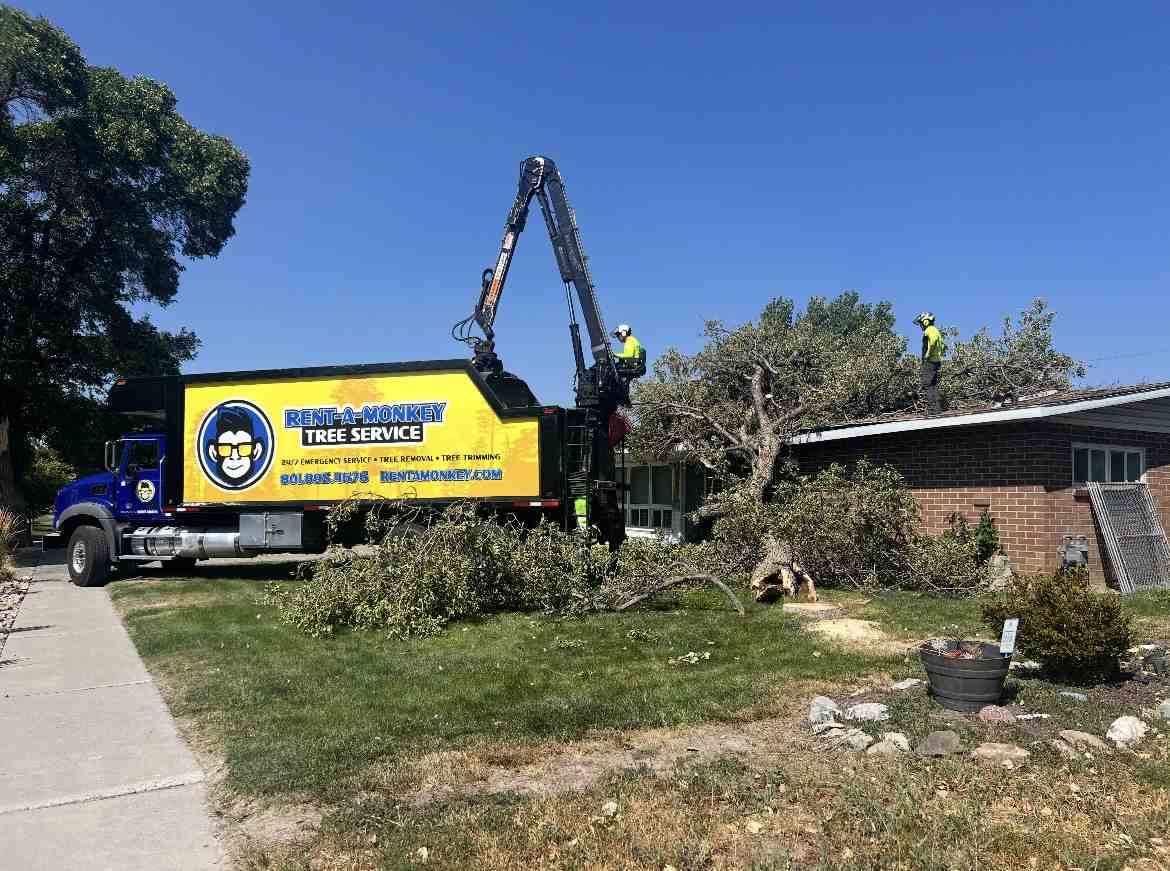 24 hour tree removal - 24 hour tree removal 24 hour tree removal - 24 hour tree removal