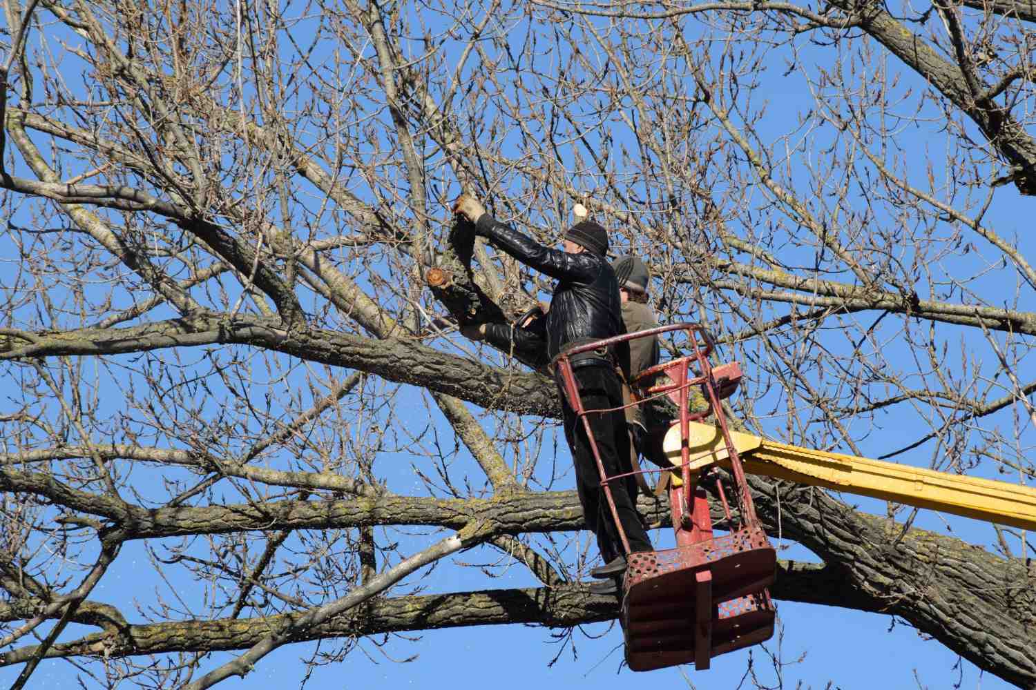 Professional arborist installing support cables in storm-damaged tree - storm damage tree removal Professional arborist installing support cables in storm-damaged tree - storm damage tree removal