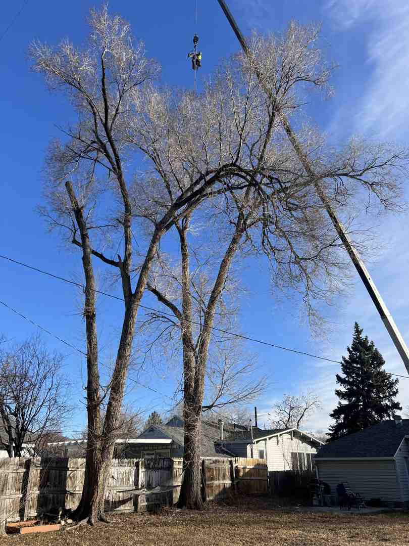 Arborist installing support cables and bracing rods in a mature tree with structural weaknesses - 24 hour tree removal