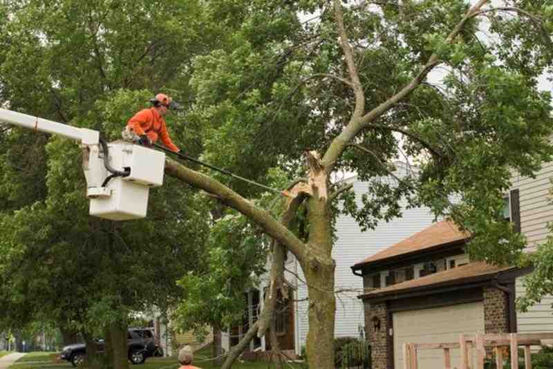 company truck with clear branding - tree removal salt lake city ut
