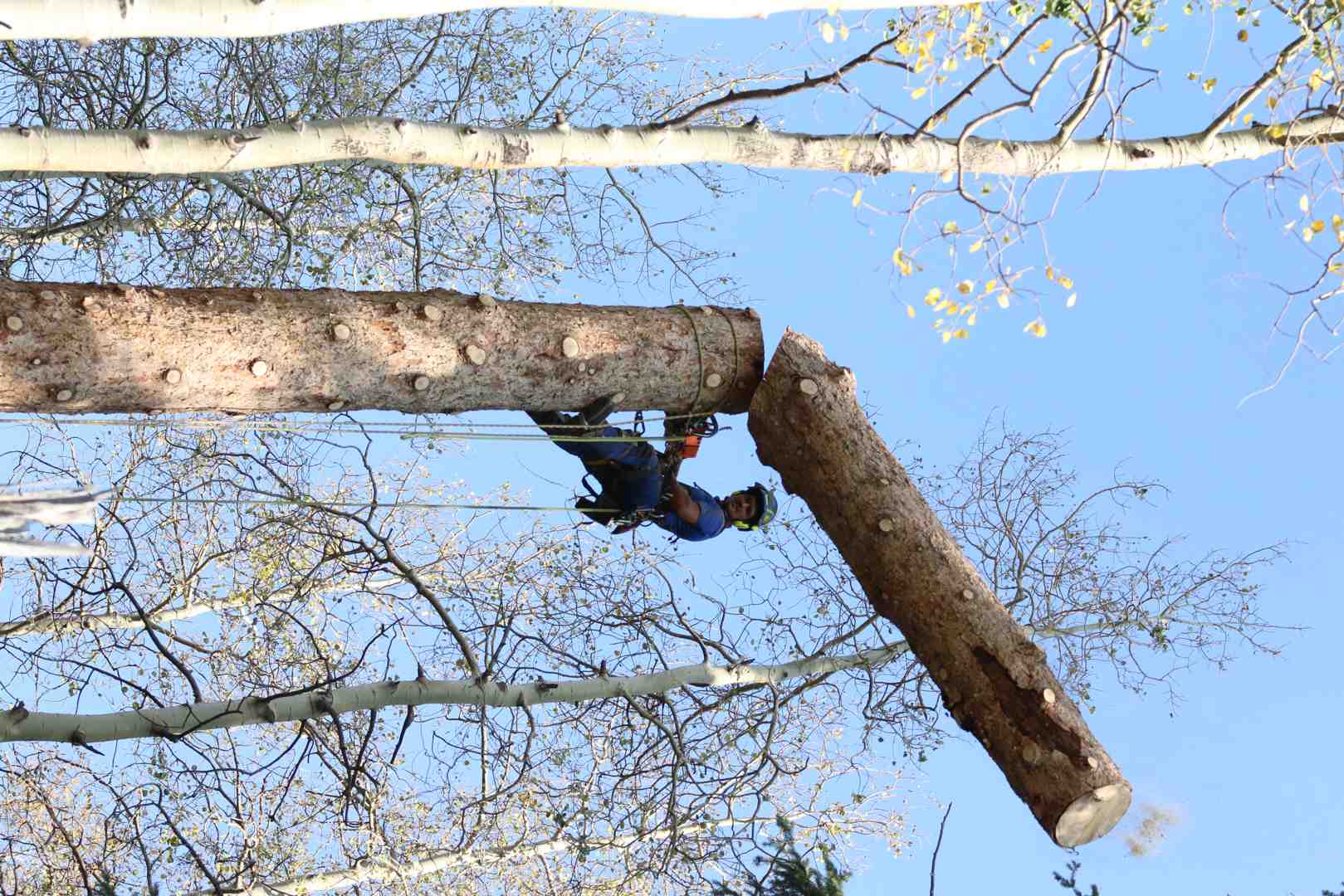 split-screen showing the difference between aesthetic tree trimming and structural tree pruning - tree care companies near me