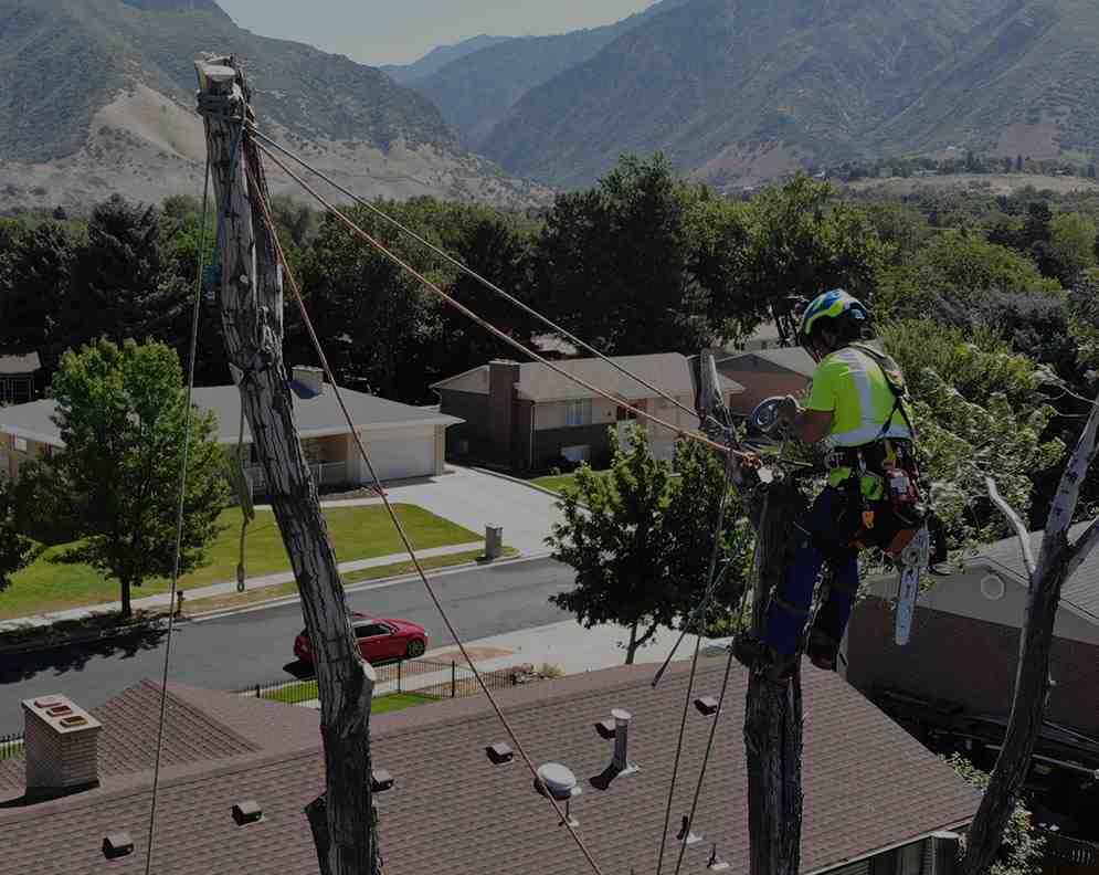 Professional arborist crew performing high-angle pruning on a large tree using safety equipment and proper techniques - arborist salt lake city ut