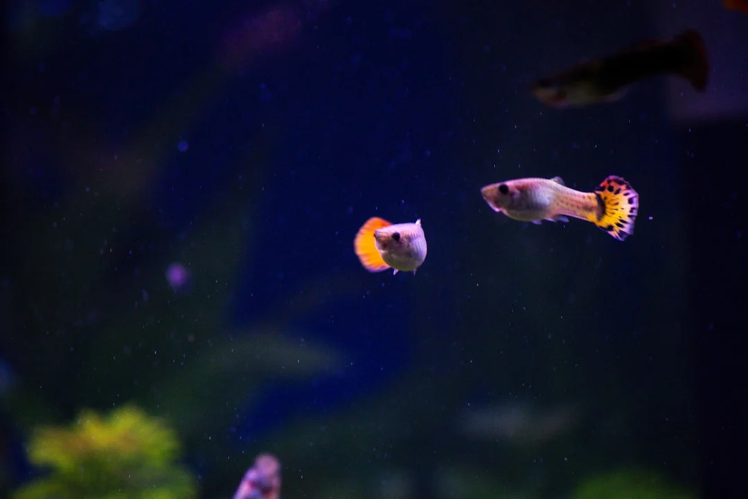 Guppies swimming in a planted aquarium, a popular low maintenance pet fish.