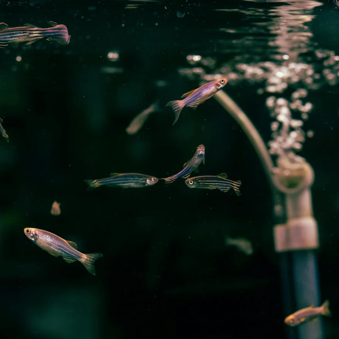 Zebra fish swimming in a clear home aquarium, displaying black and white horizontal stripes as they move through gently lit water among rocks and plants.