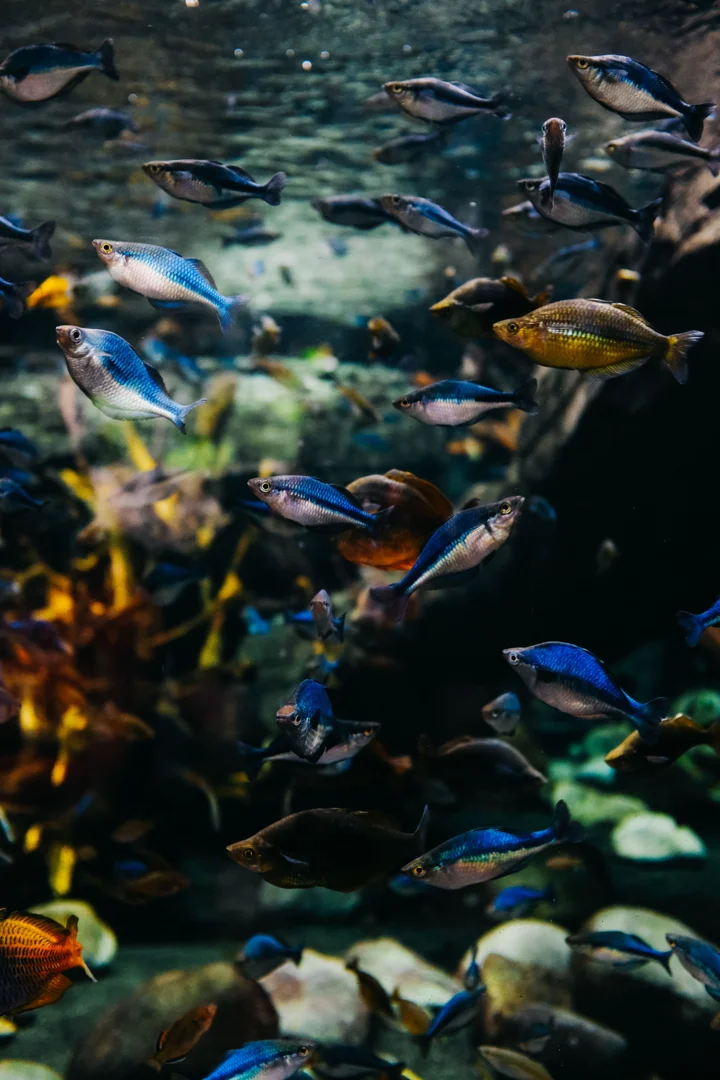 Colorful fish swimming in a newly cycled aquarium, ready for stocking.