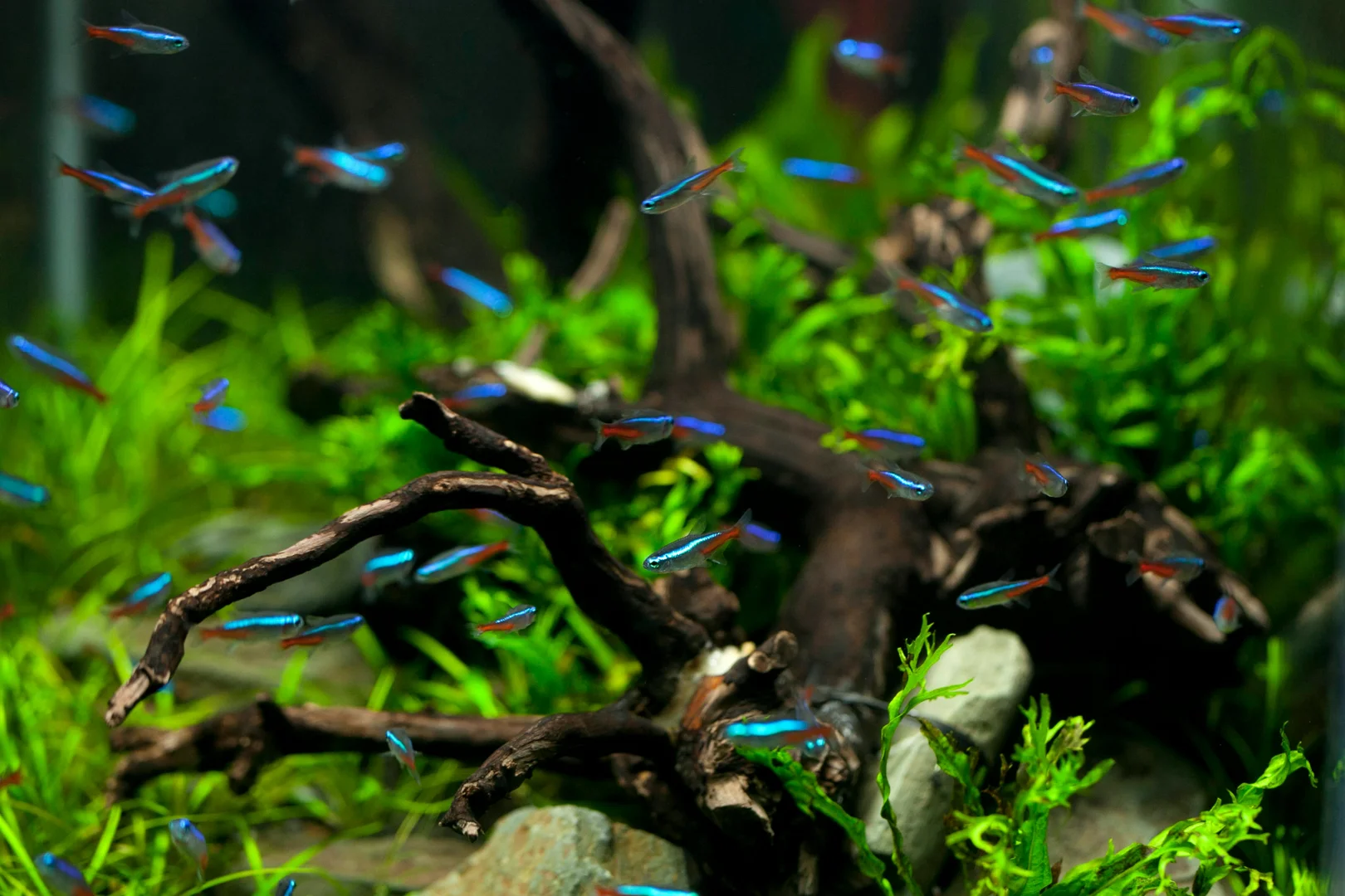 A vibrant school of colourful Neon Tetras swimming through green plants
