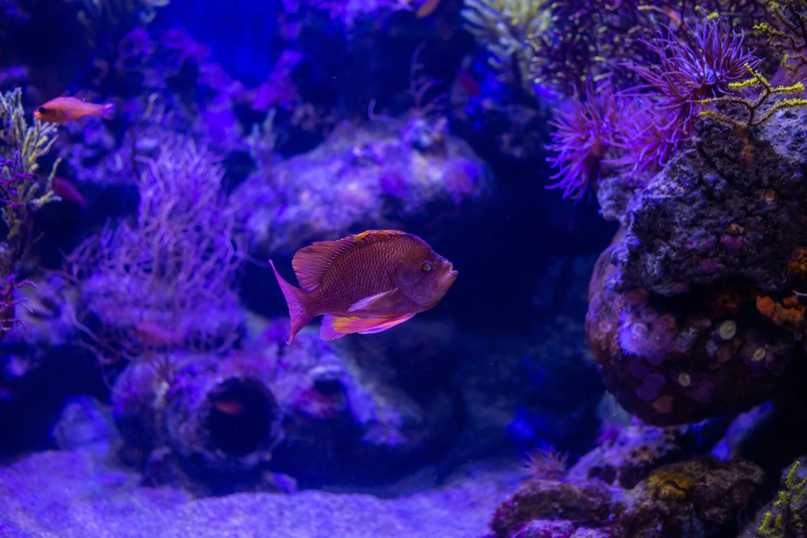 Aquarium filter pump and filtration hardware