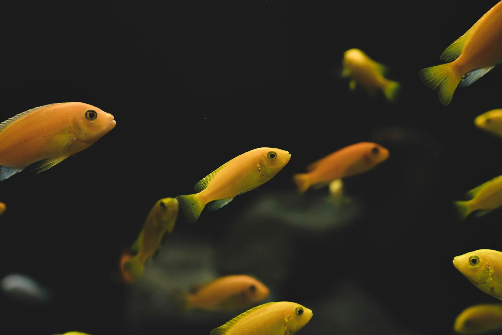Yellow fish swimming in a well-stocked aquarium, showcasing a variety of fishkeeping supplies.