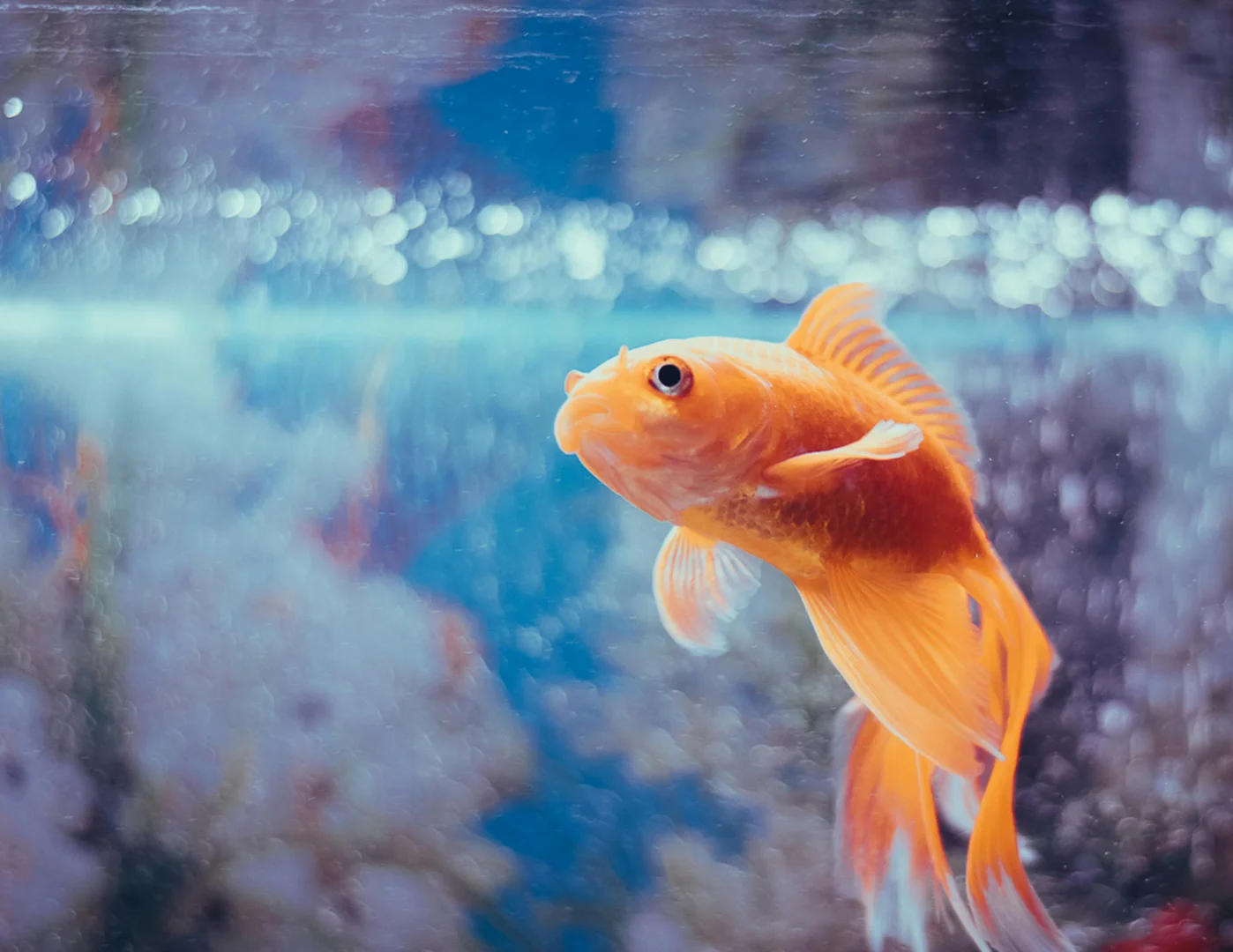 Goldfish in a beautifully aquascaped home aquarium, showcasing buy fish tank options.