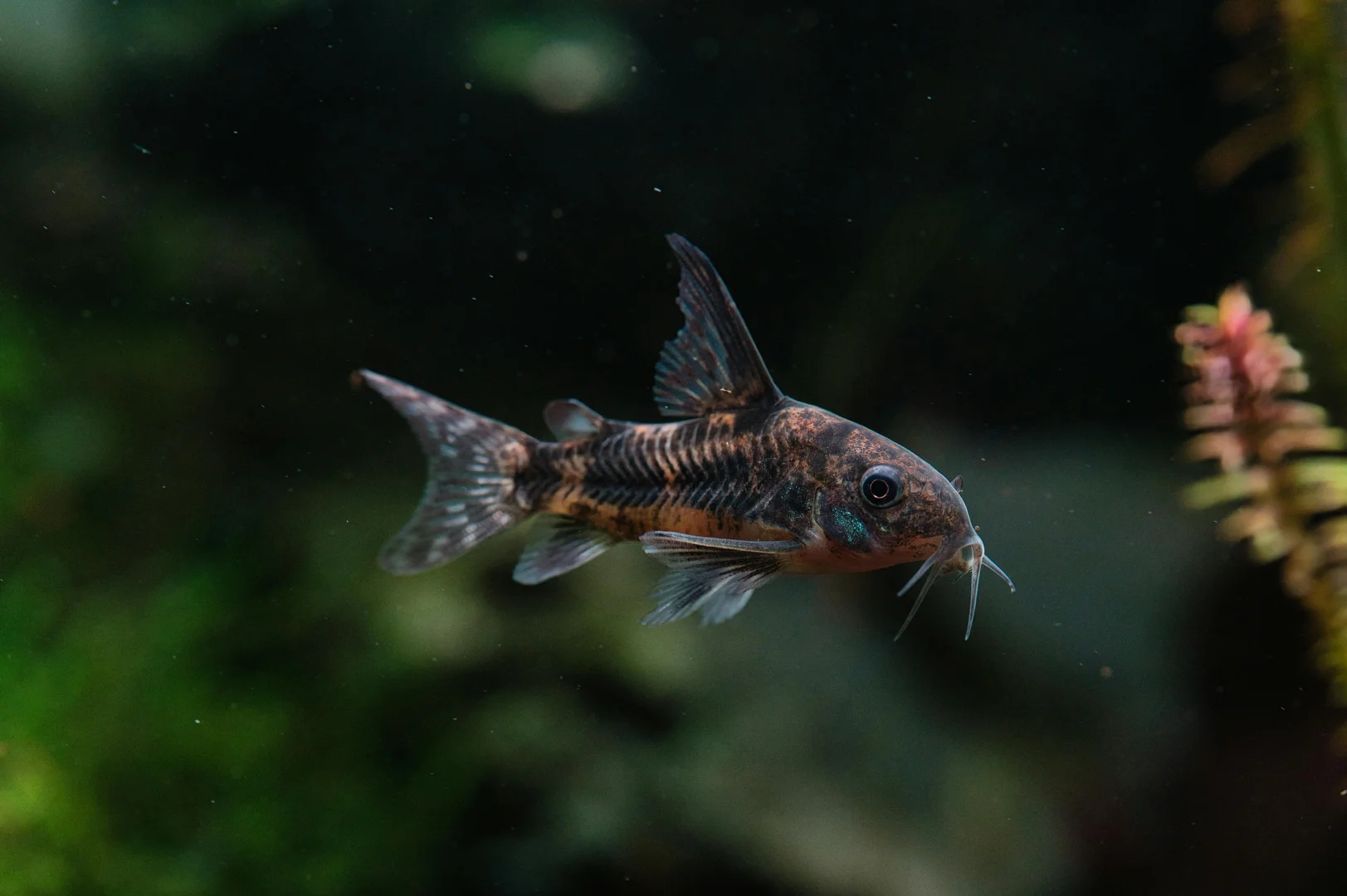 Macro shot of a Corydoras catfish swimming in a lush, planted aquarium, highlighting its distinctive body shape and delicate features.