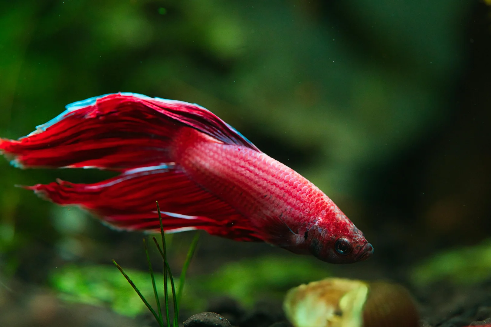 Vibrant red Betta fish swimming gracefully in a clear aquarium tank with soft lighting and aquatic plants in the background.