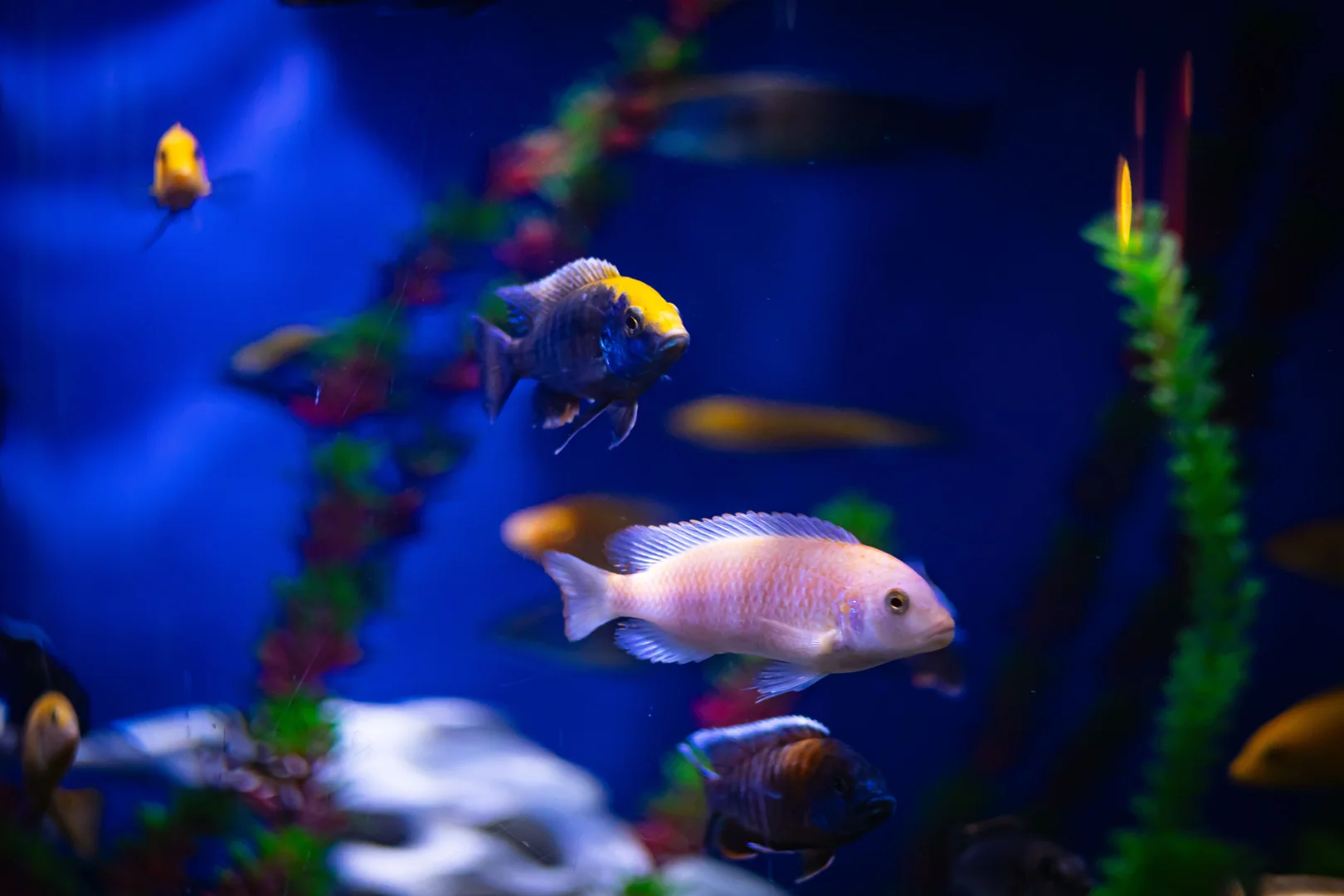 Goldfish in a clean aquarium, demonstrating essential Fritz Aquatics products for beginners.