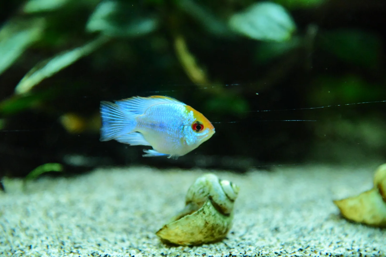Testing home aquarium water parameters during nitrogen cycle