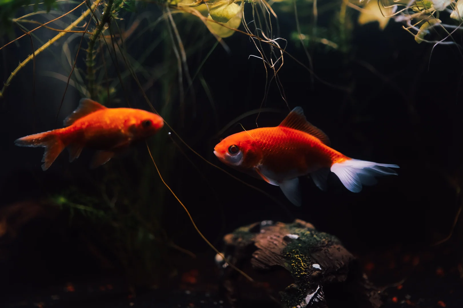 aquarium water quality test kit with test tubes and colour chart