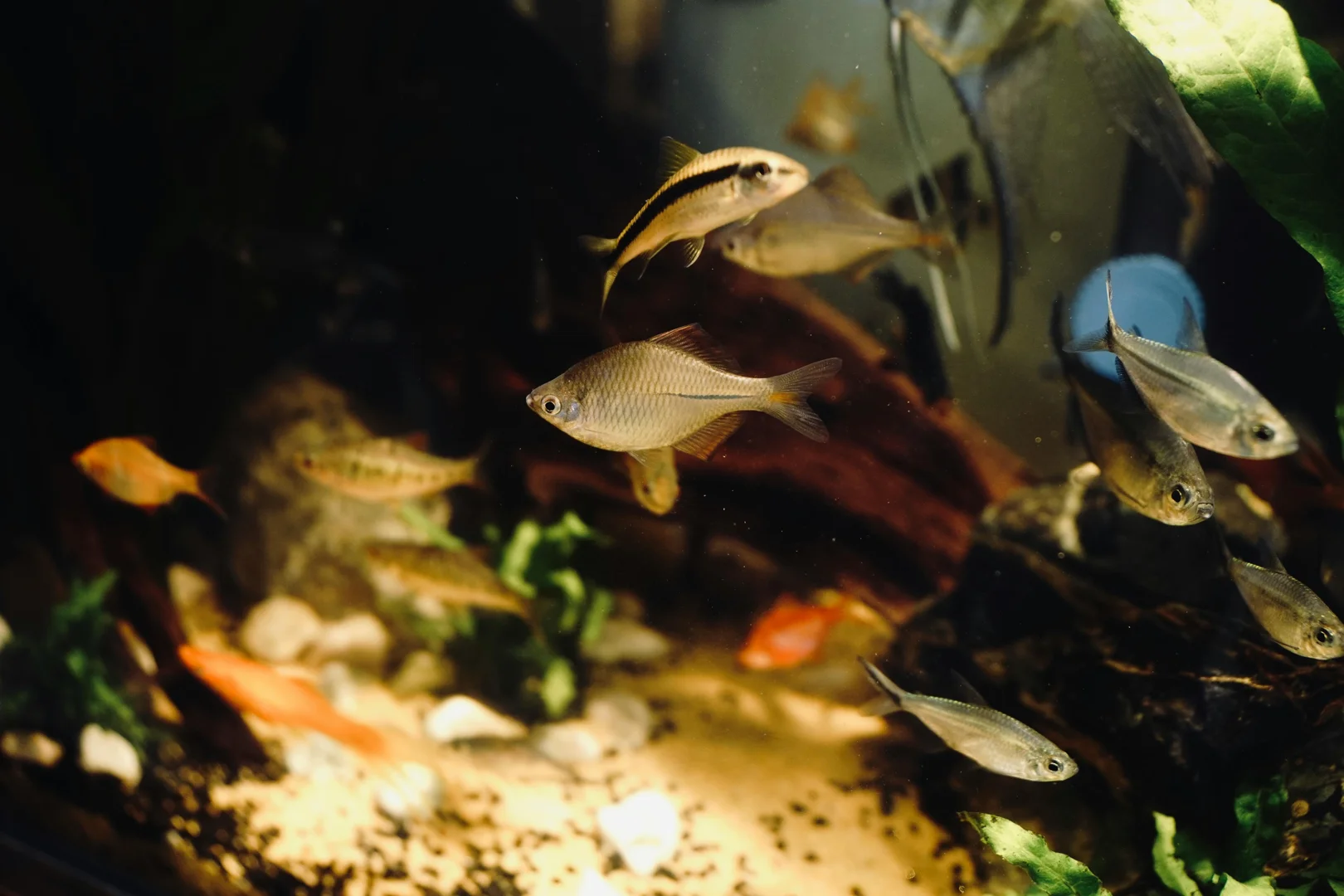 Aquarium fish, including bettas and tetras, suitable for low maintenance pet fish beginners.