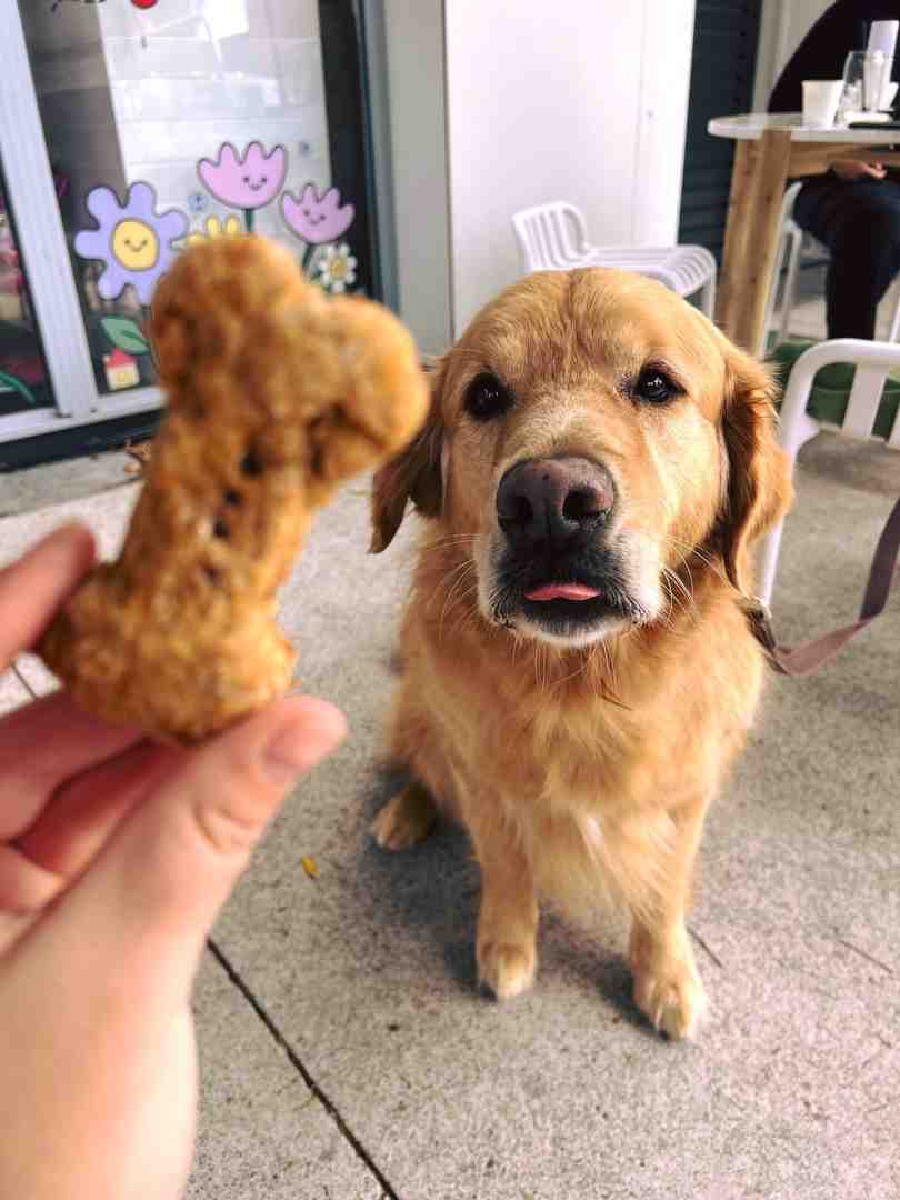 Dog-Friendly Cafes in Maroochydore