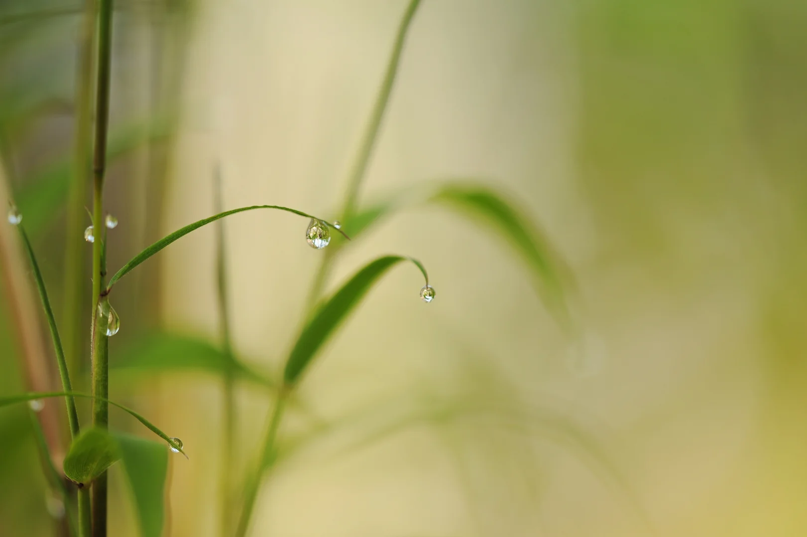 green new leaves with dew- signaling the refreshed beginning after couples therapy burnout recovery