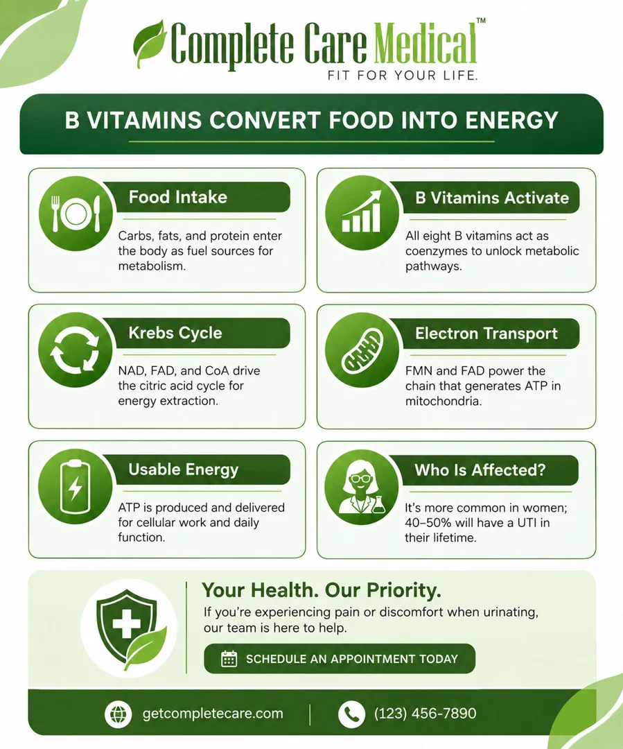 Infographic showing how B vitamins convert carbohydrates, fats, and protein into usable energy via the Krebs cycle and ATP