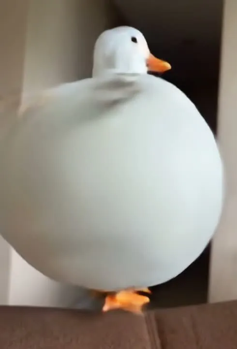 Balloon Flyaway