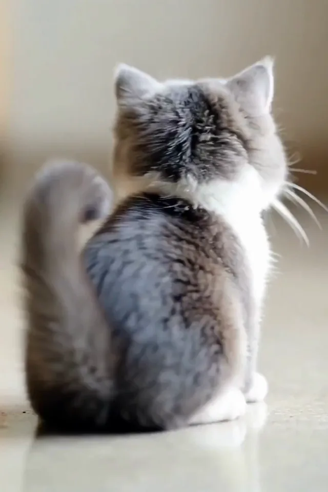 Dizzy Dizzy