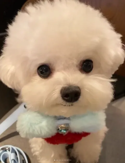 Pet to Human
