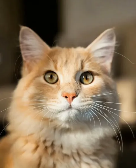 Huge Cutie