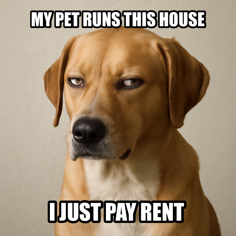 My Pet Runs This House / I Just Pay Rent meme
