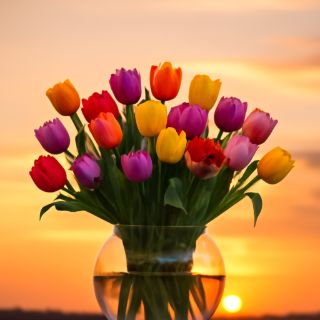 Tulip Sunset Vibes meme template