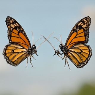 Battle of the Butterflies meme template