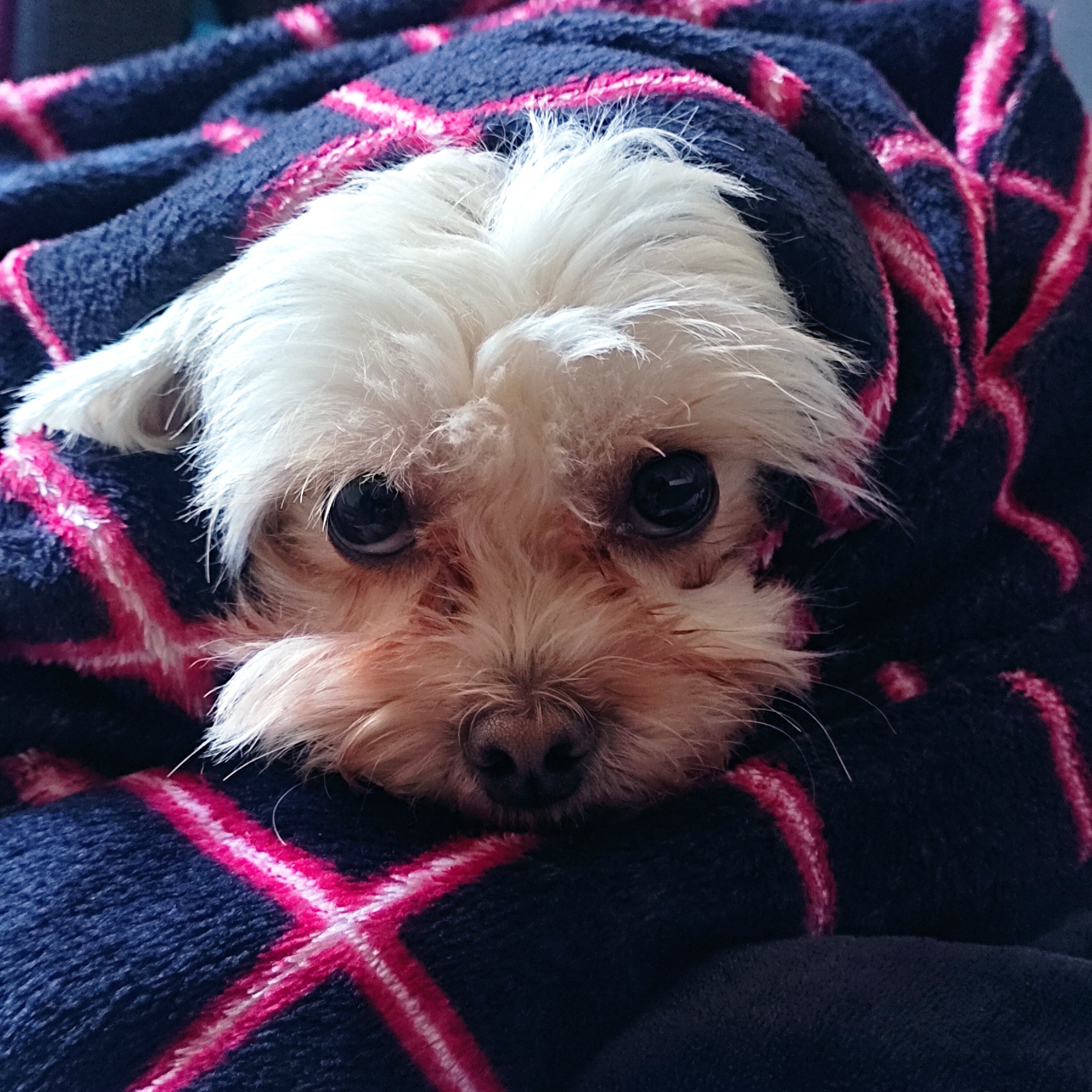 Nft A GOOD DOG
