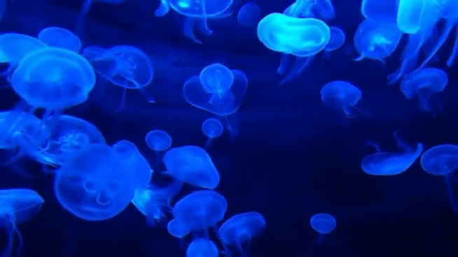 Nft Sea Jelly